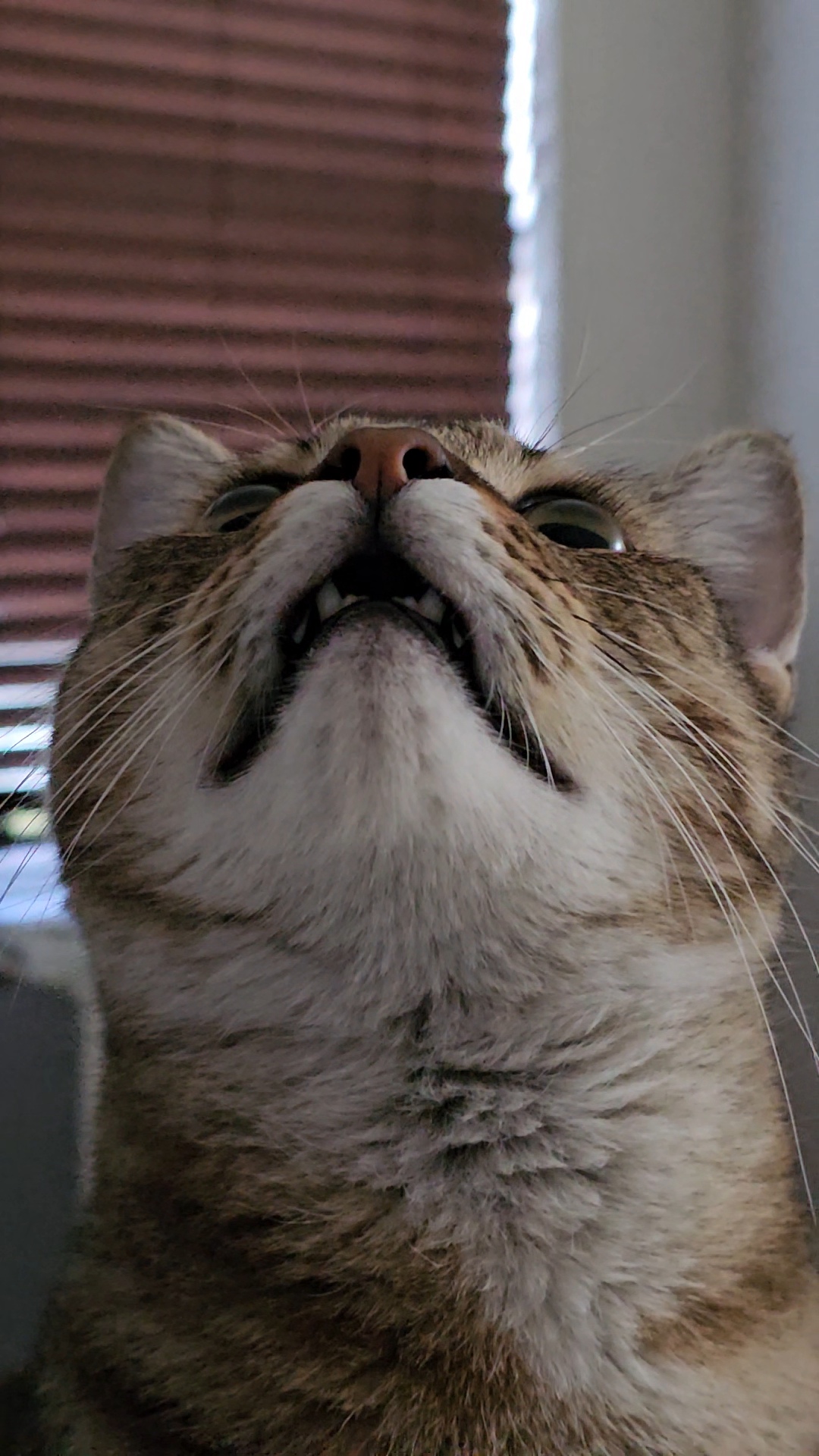 A cat named Bob.