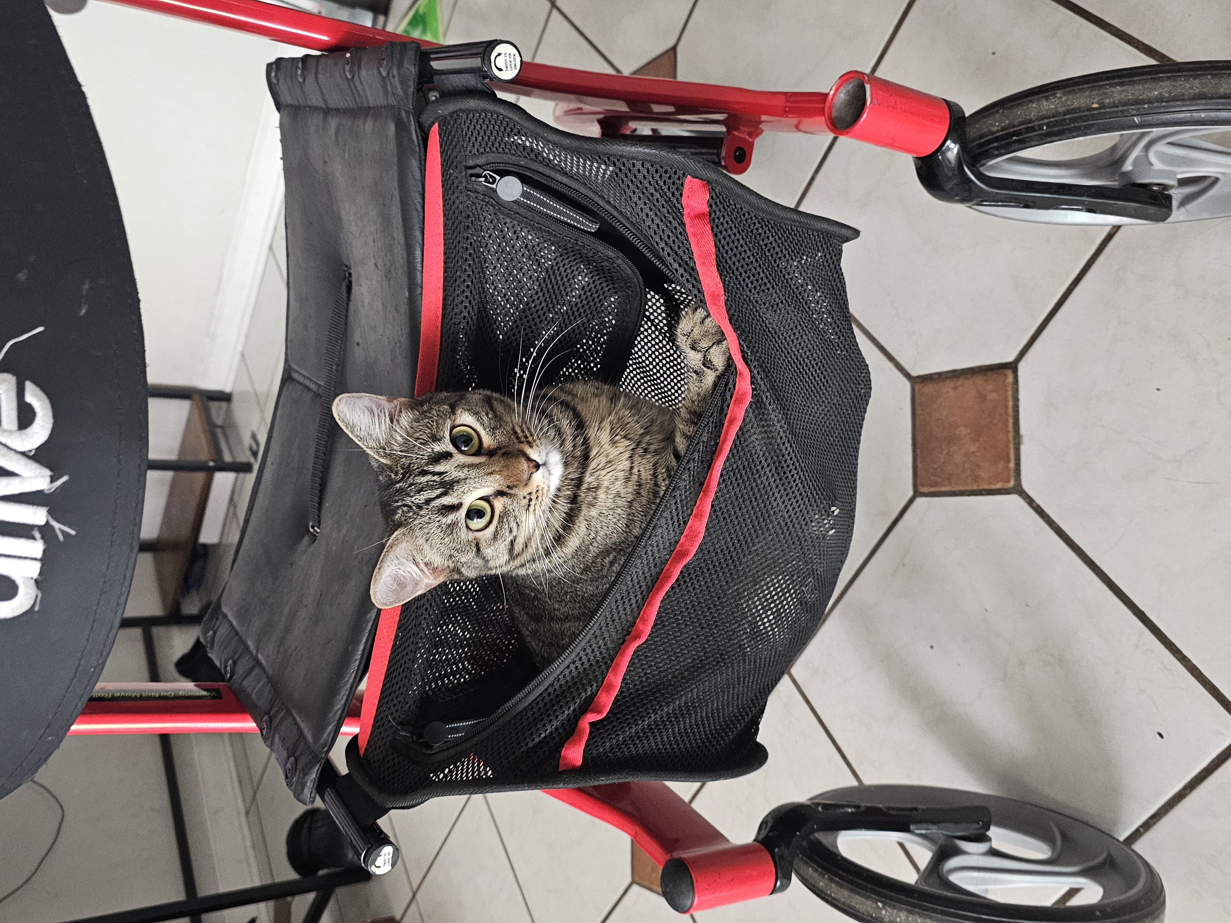A cat named Tiny.